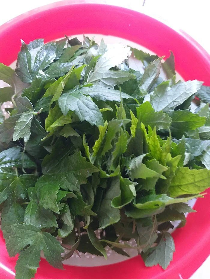 Loại rau mọc hoang nay thành đặc sản vừa ăn vừa làm thuốc trồng siêu dễ hạt chạm đất là đâm chồi - 3