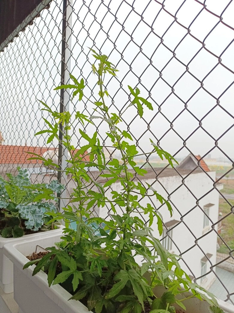 Loại rau mọc hoang nay thành đặc sản vừa ăn vừa làm thuốc trồng siêu dễ hạt chạm đất là đâm chồi - 5
