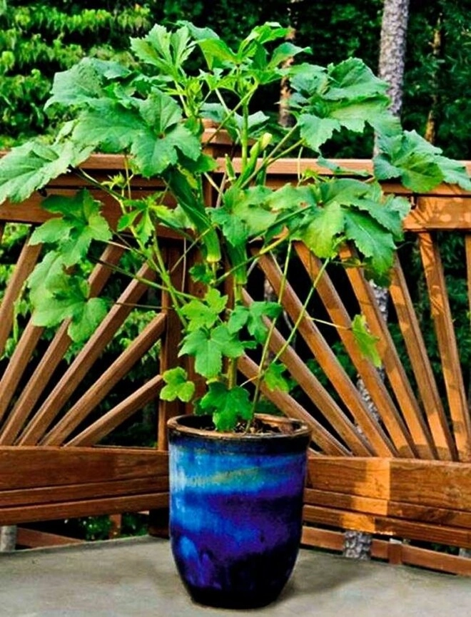 Loại rau này được mệnh danh là nhân sâm xanh giá 60000 đồngkg trồng một cây là hái liên tục suốt 120 ngày - 6