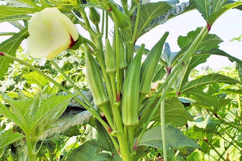Loại rau này được mệnh danh là nhân sâm xanh giá 60000 đồngkg trồng một cây là hái liên tục suốt 120 ngày - 7