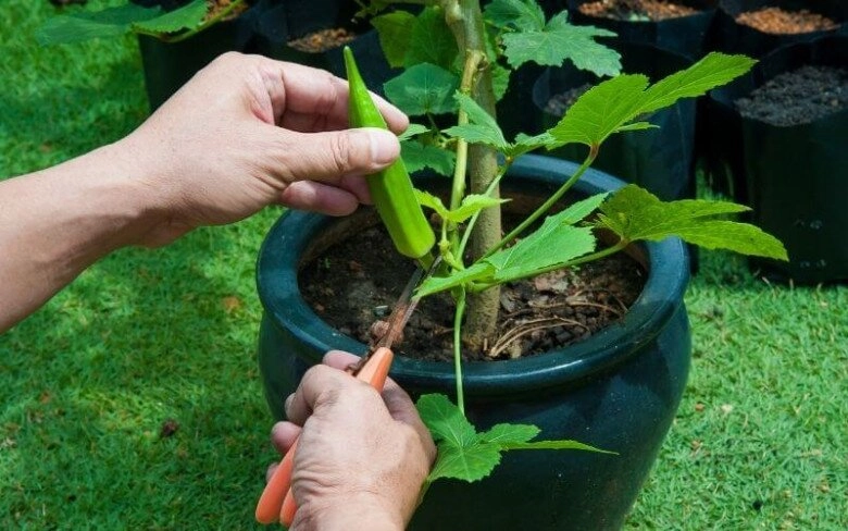Loại rau này được mệnh danh là nhân sâm xanh giá 60000 đồngkg trồng một cây là hái liên tục suốt 120 ngày - 8