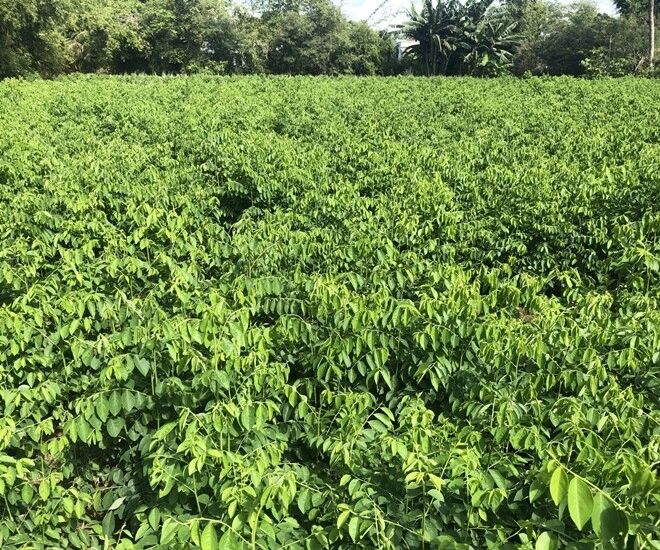 Loại rau này giàu canxi hơn sữa giàu sắt gấp 7 lần thịt bò cắm cành vào đất liền bén rễ 2 tháng cho thu hoạch - 1