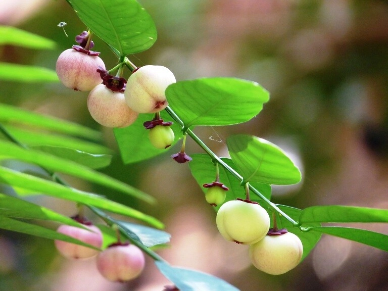 Loại rau này giàu canxi hơn sữa giàu sắt gấp 7 lần thịt bò cắm cành vào đất liền bén rễ 2 tháng cho thu hoạch - 2