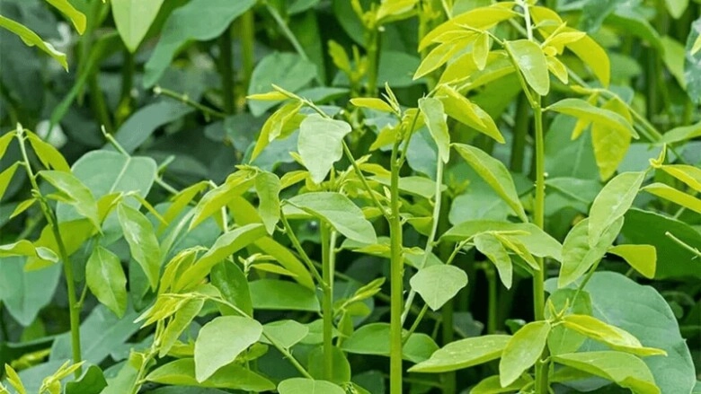 Loại rau này giàu canxi hơn sữa giàu sắt gấp 7 lần thịt bò cắm cành vào đất liền bén rễ 2 tháng cho thu hoạch - 4