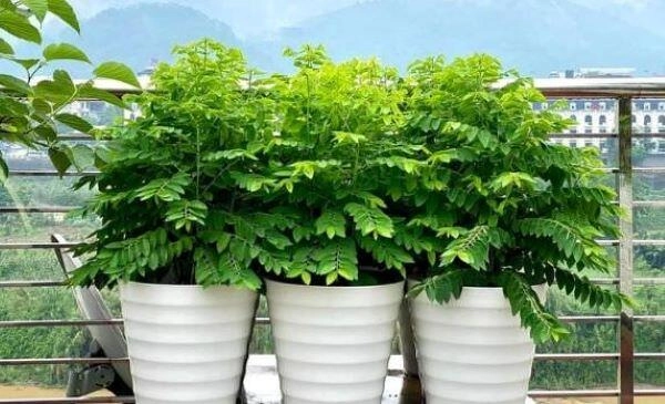 Loại rau này giàu canxi hơn sữa giàu sắt gấp 7 lần thịt bò cắm cành vào đất liền bén rễ 2 tháng cho thu hoạch - 5