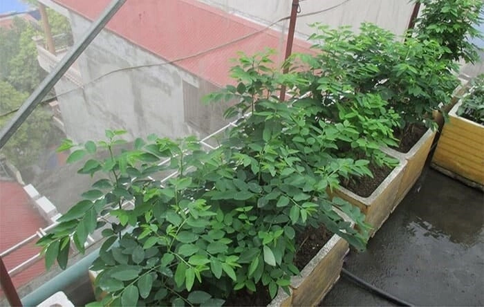 Loại rau này giàu canxi hơn sữa giàu sắt gấp 7 lần thịt bò cắm cành vào đất liền bén rễ 2 tháng cho thu hoạch - 6