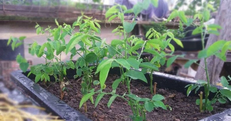 Loại rau này giàu canxi hơn sữa giàu sắt gấp 7 lần thịt bò cắm cành vào đất liền bén rễ 2 tháng cho thu hoạch - 8