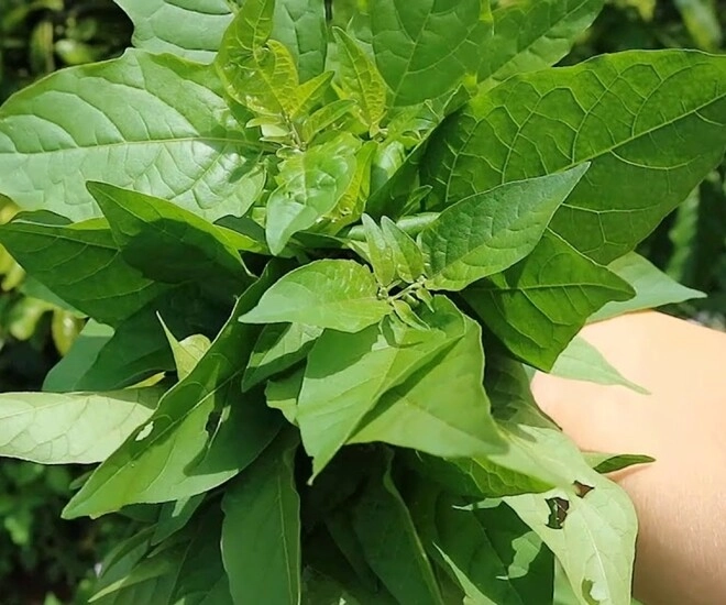 Loại rau xưa chỉ cho lợn ăn nay thành đặc sản được ưa chuộng dịp tết trồng một chậu hái ăn quanh năm - 1