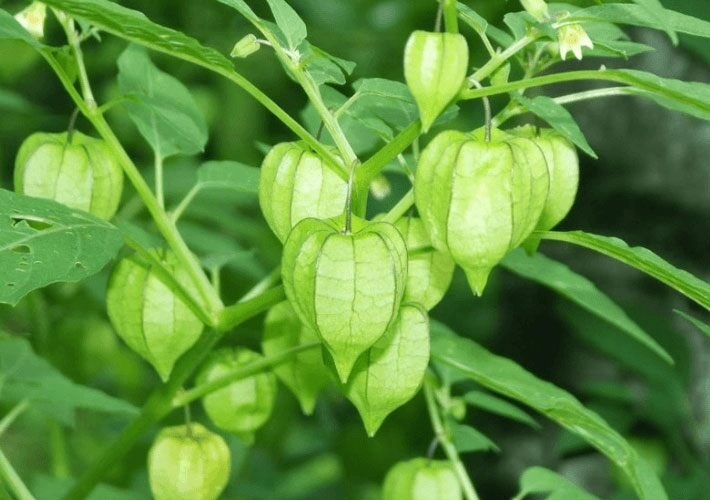 Loại rau xưa chỉ cho lợn ăn nay thành đặc sản được ưa chuộng dịp tết trồng một chậu hái ăn quanh năm - 2