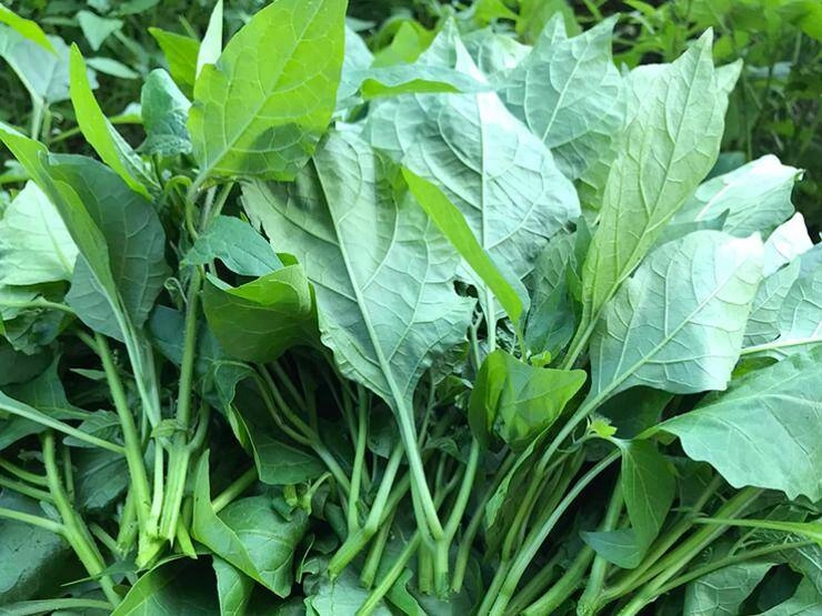 Loại rau xưa chỉ cho lợn ăn nay thành đặc sản được ưa chuộng dịp tết trồng một chậu hái ăn quanh năm - 5
