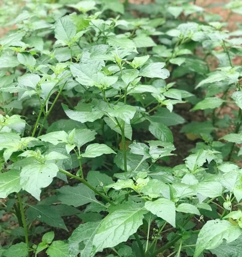 Loại rau xưa chỉ cho lợn ăn nay thành đặc sản được ưa chuộng dịp tết trồng một chậu hái ăn quanh năm - 6