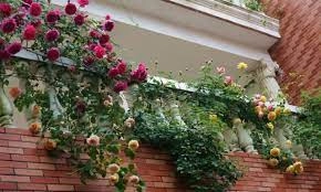 Lưu ý chọn cây ban công để tránh ảnh hưởng đến vận may và sức khỏe của các thành viên trong gia đình - 1
