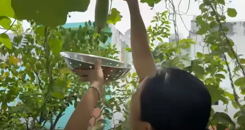 Mc cát tường tạm biệt ngôi nhà đã ở 8 năm thu hoạch lần cuối ở khu vườn xanh mướt trước khi dọn đi - 3