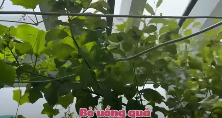 Mc cát tường tạm biệt ngôi nhà đã ở 8 năm thu hoạch lần cuối ở khu vườn xanh mướt trước khi dọn đi - 7