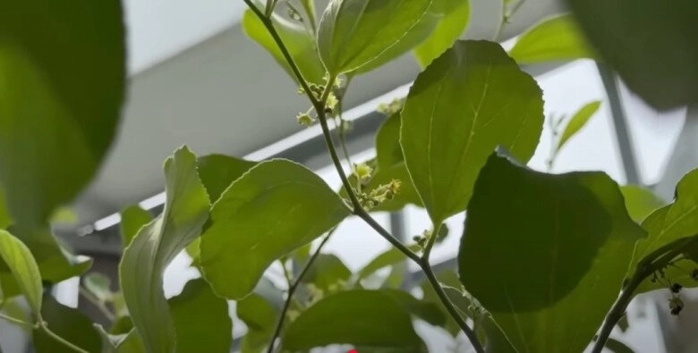Mc cát tường tạm biệt ngôi nhà đã ở 8 năm thu hoạch lần cuối ở khu vườn xanh mướt trước khi dọn đi - 8