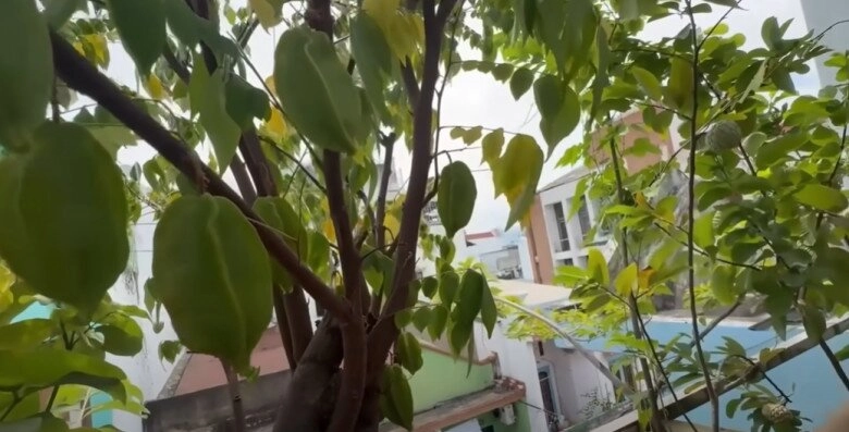 Mc cát tường tạm biệt ngôi nhà đã ở 8 năm thu hoạch lần cuối ở khu vườn xanh mướt trước khi dọn đi - 12