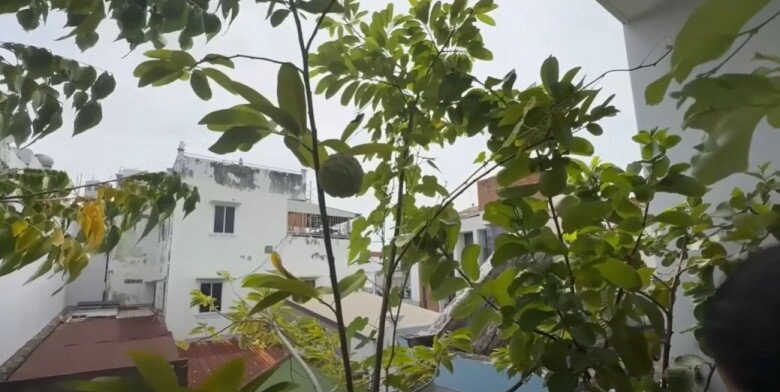 Mc cát tường tạm biệt ngôi nhà đã ở 8 năm thu hoạch lần cuối ở khu vườn xanh mướt trước khi dọn đi - 13