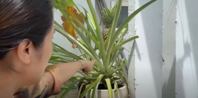 Mc cát tường tạm biệt ngôi nhà đã ở 8 năm thu hoạch lần cuối ở khu vườn xanh mướt trước khi dọn đi - 15