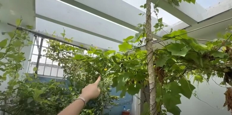 Mc cát tường tạm biệt ngôi nhà đã ở 8 năm thu hoạch lần cuối ở khu vườn xanh mướt trước khi dọn đi - 18