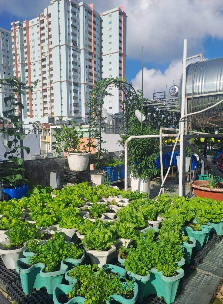 Mẹ đảm bình tân biến sân thượng thành vườn rau xanh mướt cờ đỏ bay phấp phới mừng đại lễ 304 - 6
