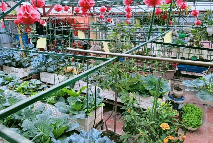 Mẹ đảm hà nội từng bị trêu chỉ trồng rau được dăm bữa nửa tháng giờ có hẳn 2 khu vườn xanh mướt trên sân thượng - 4