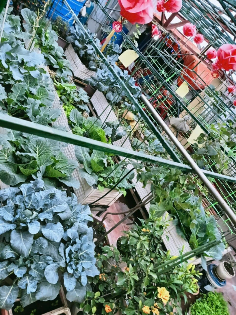 Mẹ đảm hà nội từng bị trêu chỉ trồng rau được dăm bữa nửa tháng giờ có hẳn 2 khu vườn xanh mướt trên sân thượng - 5