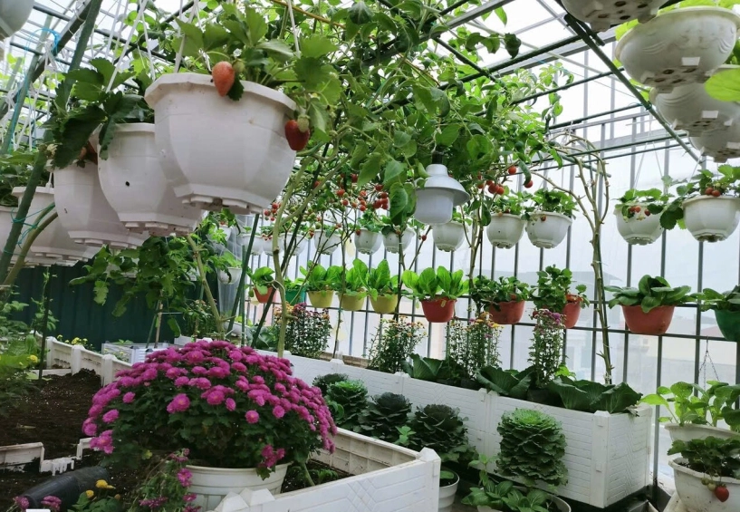Mẹ đảm hà nội từng bị trêu chỉ trồng rau được dăm bữa nửa tháng giờ có hẳn 2 khu vườn xanh mướt trên sân thượng - 6