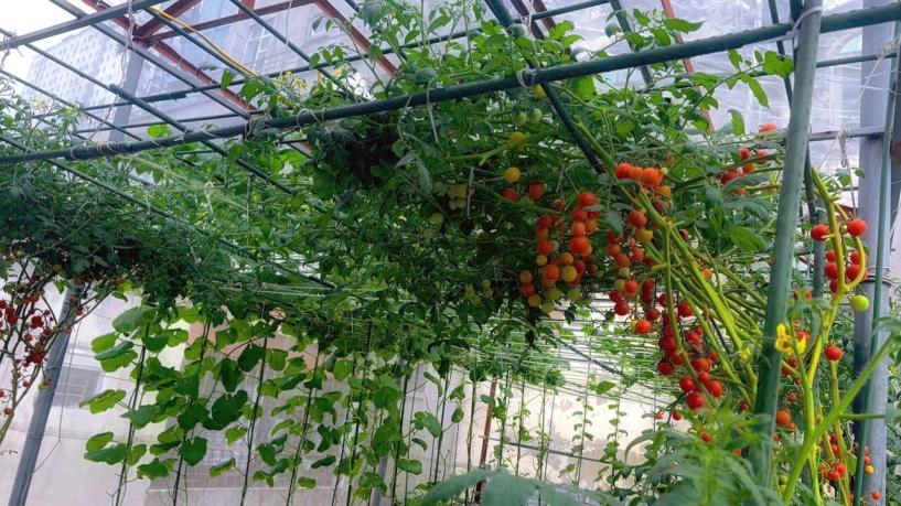 Mẹ đảm hà nội từng bị trêu chỉ trồng rau được dăm bữa nửa tháng giờ có hẳn 2 khu vườn xanh mướt trên sân thượng - 11