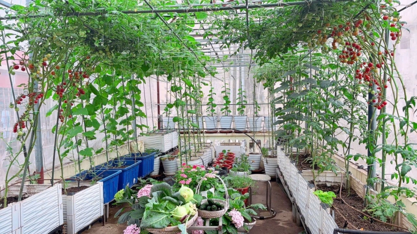 Mẹ đảm hà nội từng bị trêu chỉ trồng rau được dăm bữa nửa tháng giờ có hẳn 2 khu vườn xanh mướt trên sân thượng - 12