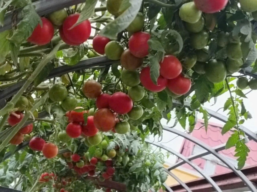 Mẹ đảm hà nội từng bị trêu chỉ trồng rau được dăm bữa nửa tháng giờ có hẳn 2 khu vườn xanh mướt trên sân thượng - 15