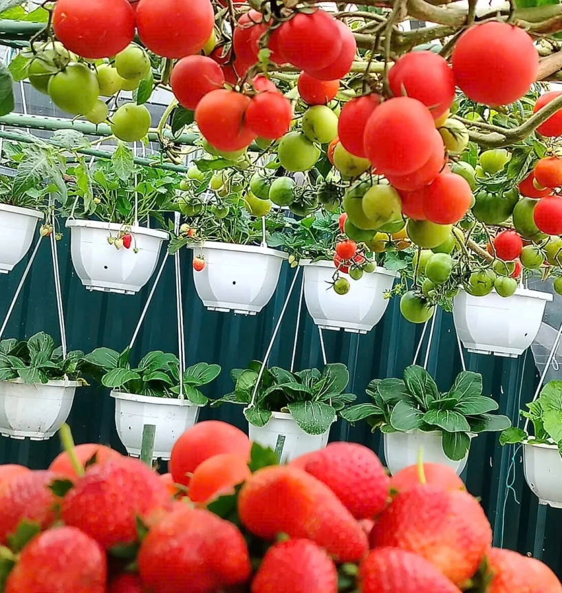 Mẹ đảm hà nội từng bị trêu chỉ trồng rau được dăm bữa nửa tháng giờ có hẳn 2 khu vườn xanh mướt trên sân thượng - 17