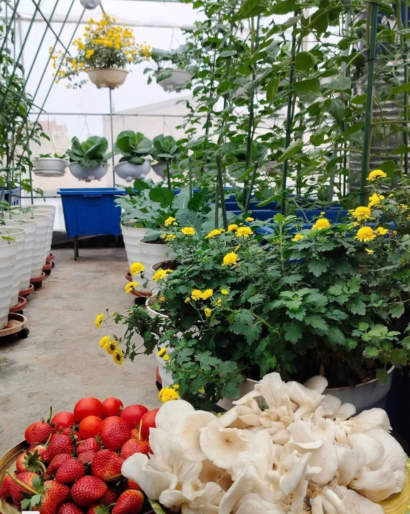 Mẹ đảm hà nội từng bị trêu chỉ trồng rau được dăm bữa nửa tháng giờ có hẳn 2 khu vườn xanh mướt trên sân thượng - 18
