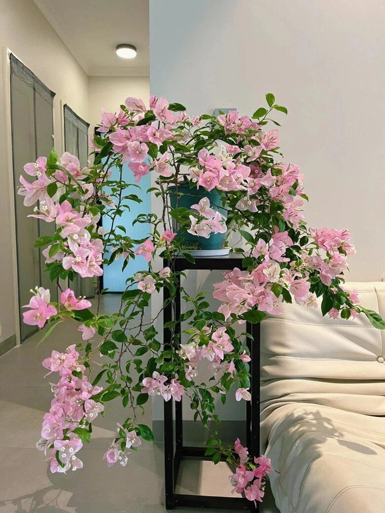Mẹ đảm phủ hoa giấy từ trong nhà ra ban công hoa nở rộ quanh năm đẹp như xứ sở thần tiên - 3