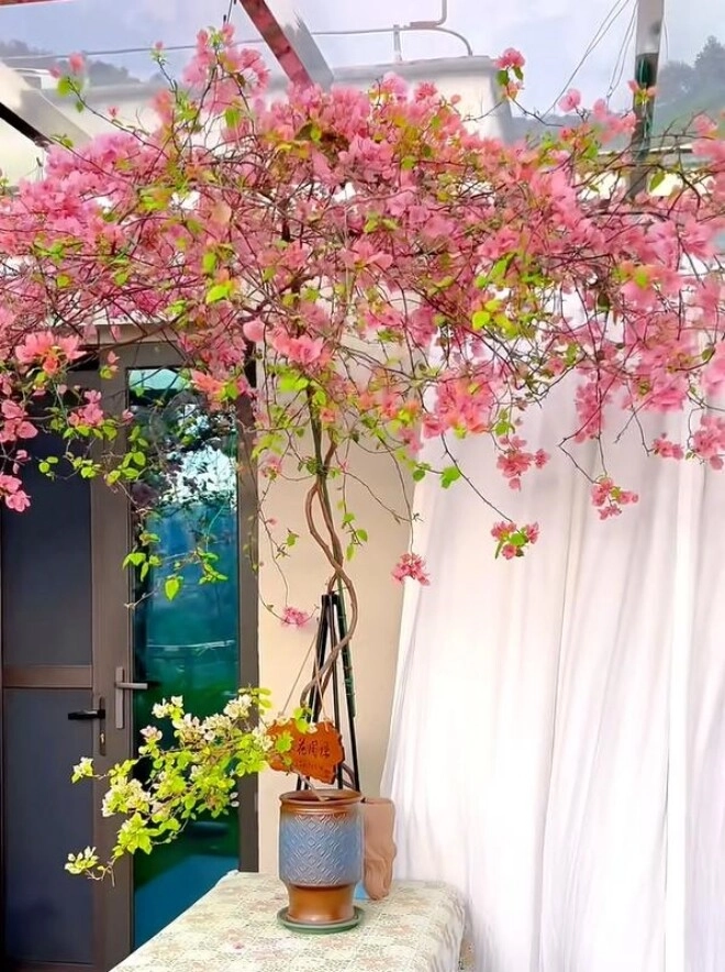 Mẹ đảm phủ hoa giấy từ trong nhà ra ban công hoa nở rộ quanh năm đẹp như xứ sở thần tiên - 6