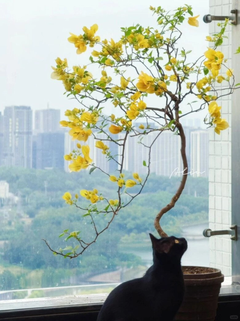 Mẹ đảm phủ hoa giấy từ trong nhà ra ban công hoa nở rộ quanh năm đẹp như xứ sở thần tiên - 7