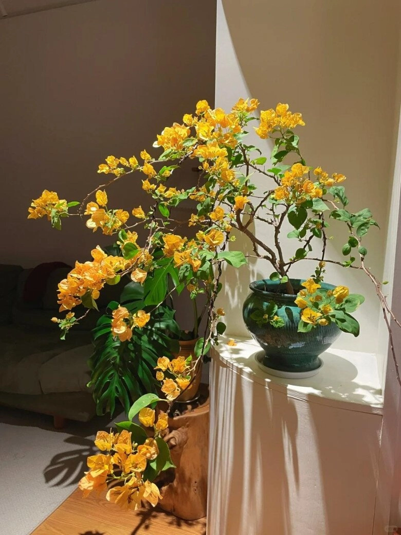 Mẹ đảm phủ hoa giấy từ trong nhà ra ban công hoa nở rộ quanh năm đẹp như xứ sở thần tiên - 8