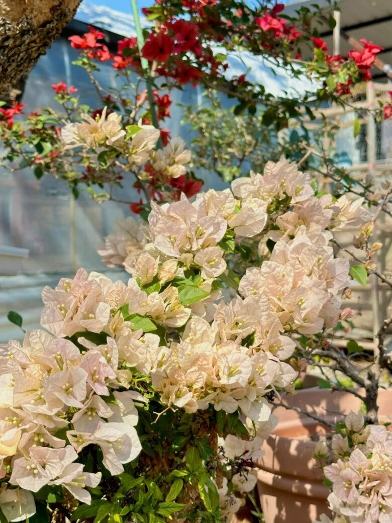 Mẹ đảm phủ hoa giấy từ trong nhà ra ban công hoa nở rộ quanh năm đẹp như xứ sở thần tiên - 9