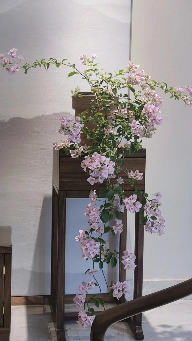 Mẹ đảm phủ hoa giấy từ trong nhà ra ban công hoa nở rộ quanh năm đẹp như xứ sở thần tiên - 10