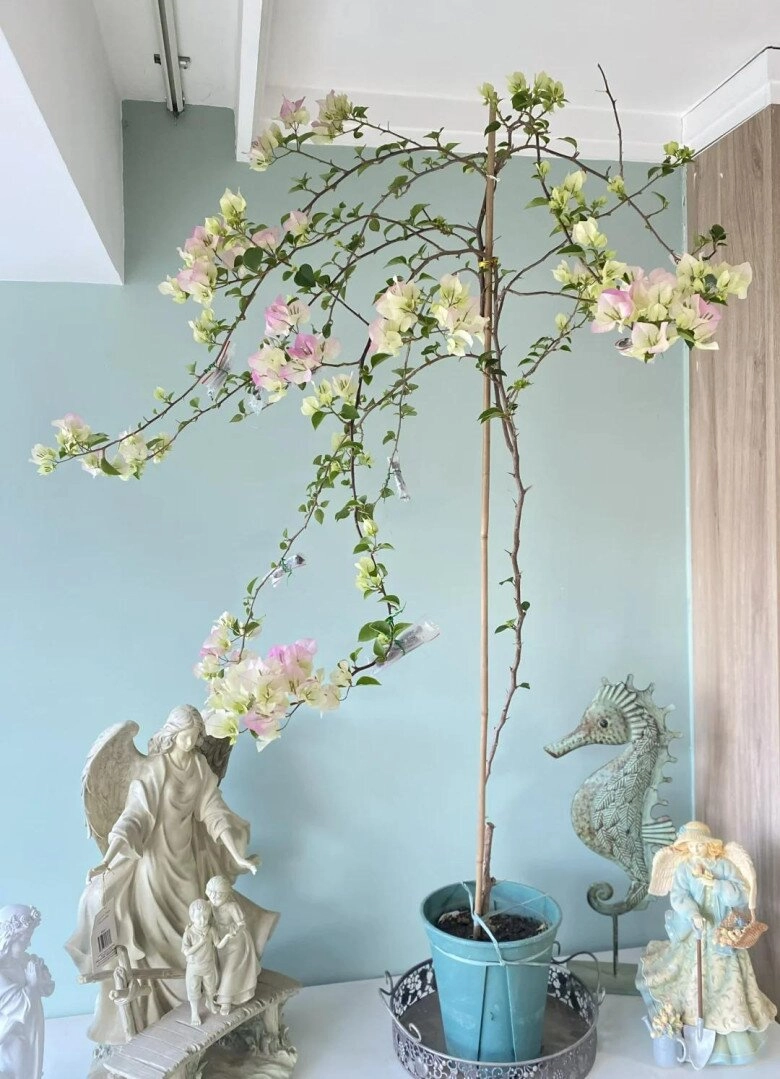 Mẹ đảm phủ hoa giấy từ trong nhà ra ban công hoa nở rộ quanh năm đẹp như xứ sở thần tiên - 12