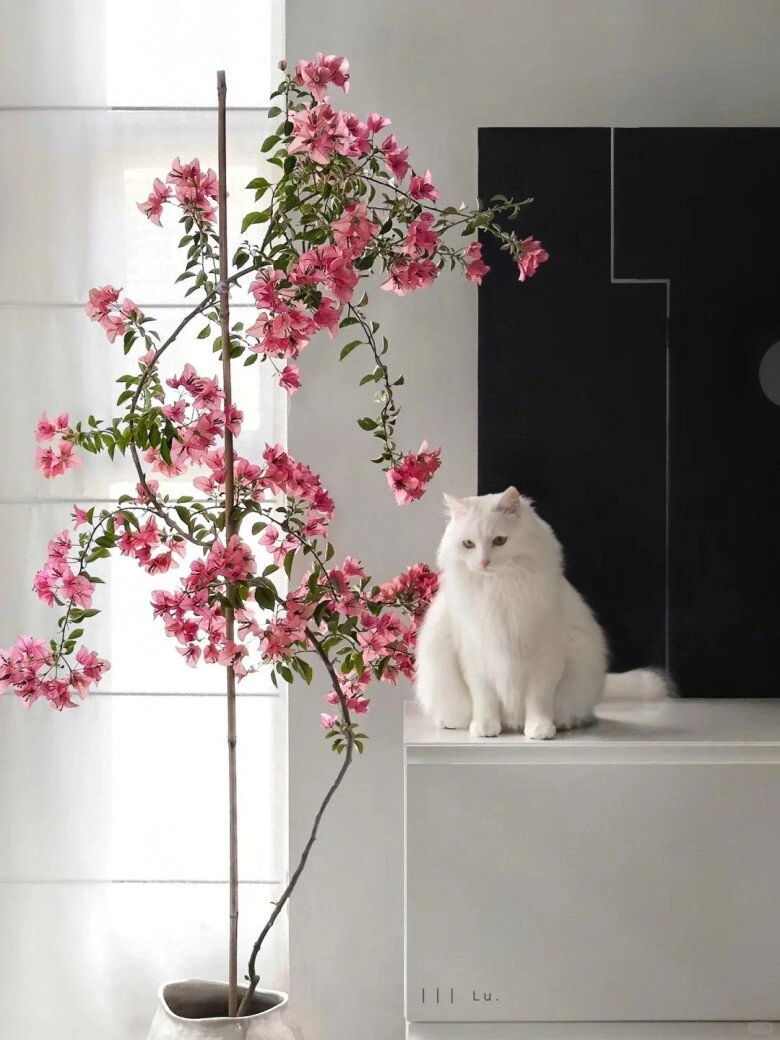 Mẹ đảm phủ hoa giấy từ trong nhà ra ban công hoa nở rộ quanh năm đẹp như xứ sở thần tiên - 13