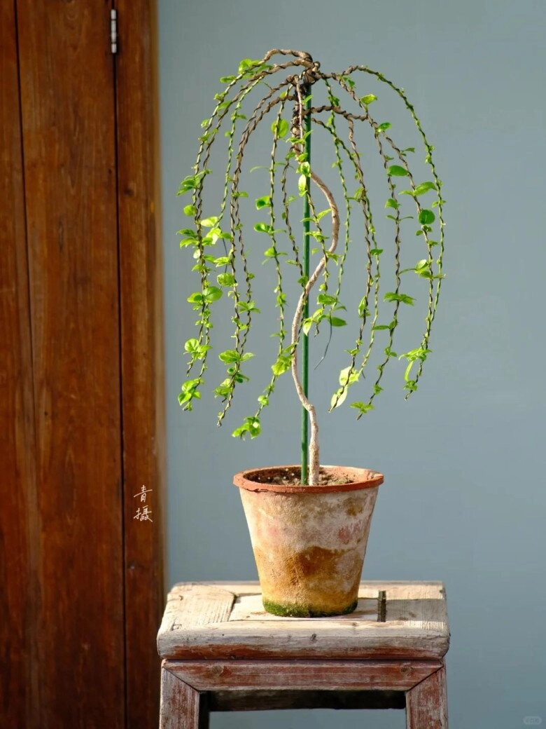 Mẹ đảm phủ hoa giấy từ trong nhà ra ban công hoa nở rộ quanh năm đẹp như xứ sở thần tiên - 14