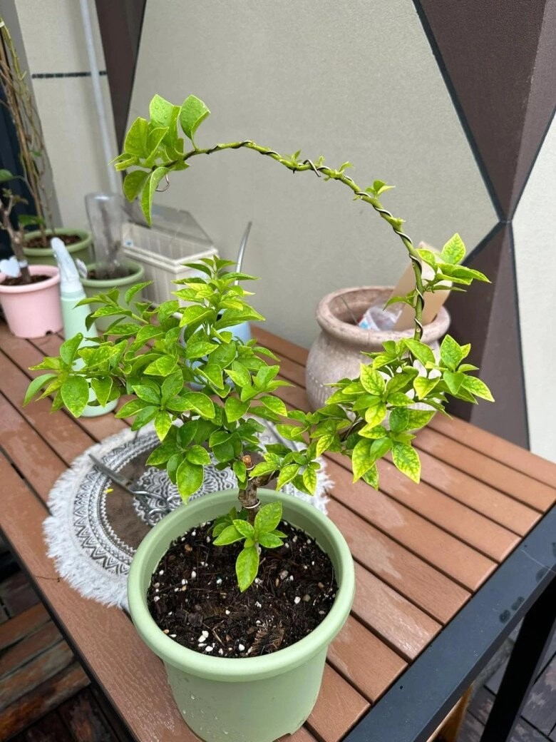 Mẹ đảm phủ hoa giấy từ trong nhà ra ban công hoa nở rộ quanh năm đẹp như xứ sở thần tiên - 15