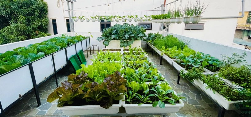 Mẹ đảm phú thọ trồng rau trên sân thượng vì con bị ngộ độc giờ rau sạch ăn quanh năm hái mỏi tay không hết - 3