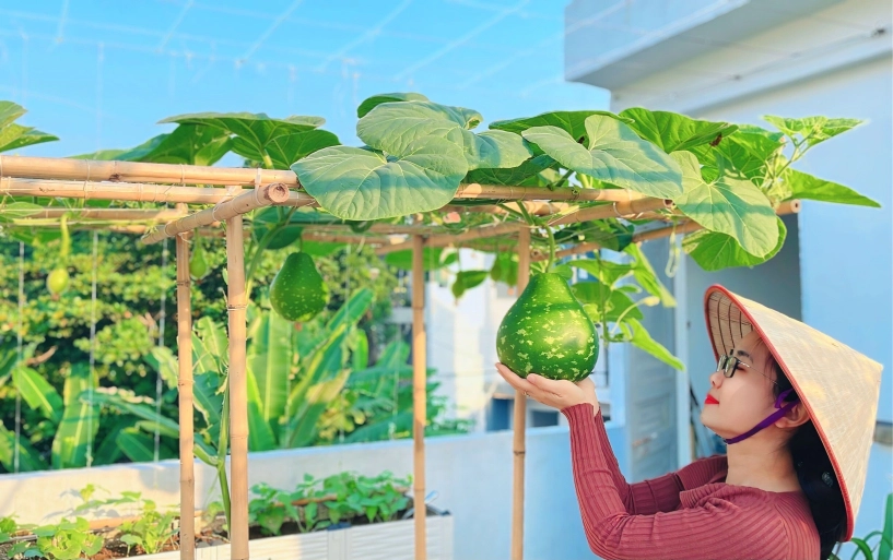Mẹ đảm phú thọ trồng rau trên sân thượng vì con bị ngộ độc giờ rau sạch ăn quanh năm hái mỏi tay không hết - 4