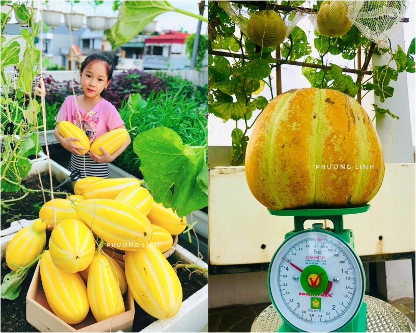Mẹ đảm phú thọ trồng rau trên sân thượng vì con bị ngộ độc giờ rau sạch ăn quanh năm hái mỏi tay không hết - 8