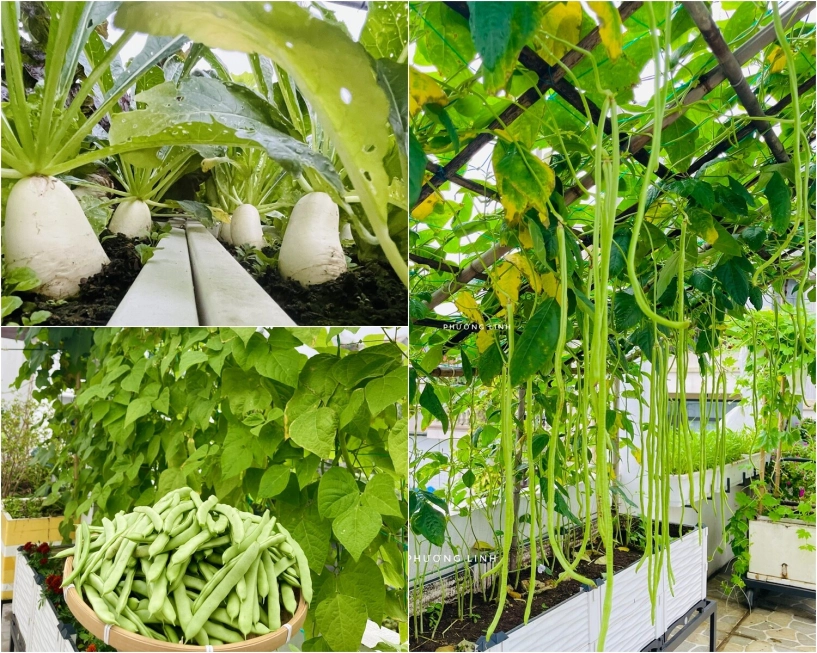 Mẹ đảm phú thọ trồng rau trên sân thượng vì con bị ngộ độc giờ rau sạch ăn quanh năm hái mỏi tay không hết - 10