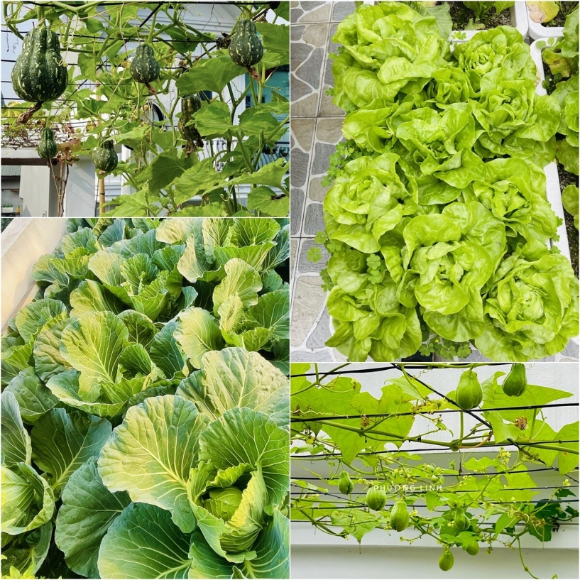 Mẹ đảm phú thọ trồng rau trên sân thượng vì con bị ngộ độc giờ rau sạch ăn quanh năm hái mỏi tay không hết - 11