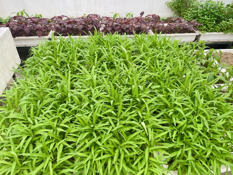Mẹ đảm phú thọ trồng rau trên sân thượng vì con bị ngộ độc giờ rau sạch ăn quanh năm hái mỏi tay không hết - 13