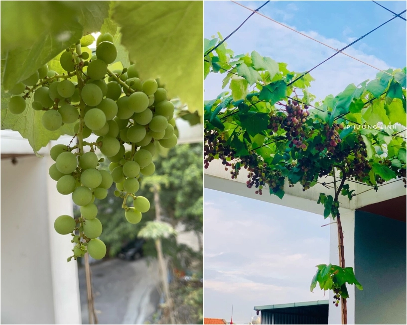 Mẹ đảm phú thọ trồng rau trên sân thượng vì con bị ngộ độc giờ rau sạch ăn quanh năm hái mỏi tay không hết - 14