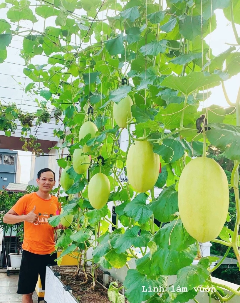 Mẹ đảm phú thọ trồng rau trên sân thượng vì con bị ngộ độc giờ rau sạch ăn quanh năm hái mỏi tay không hết - 20